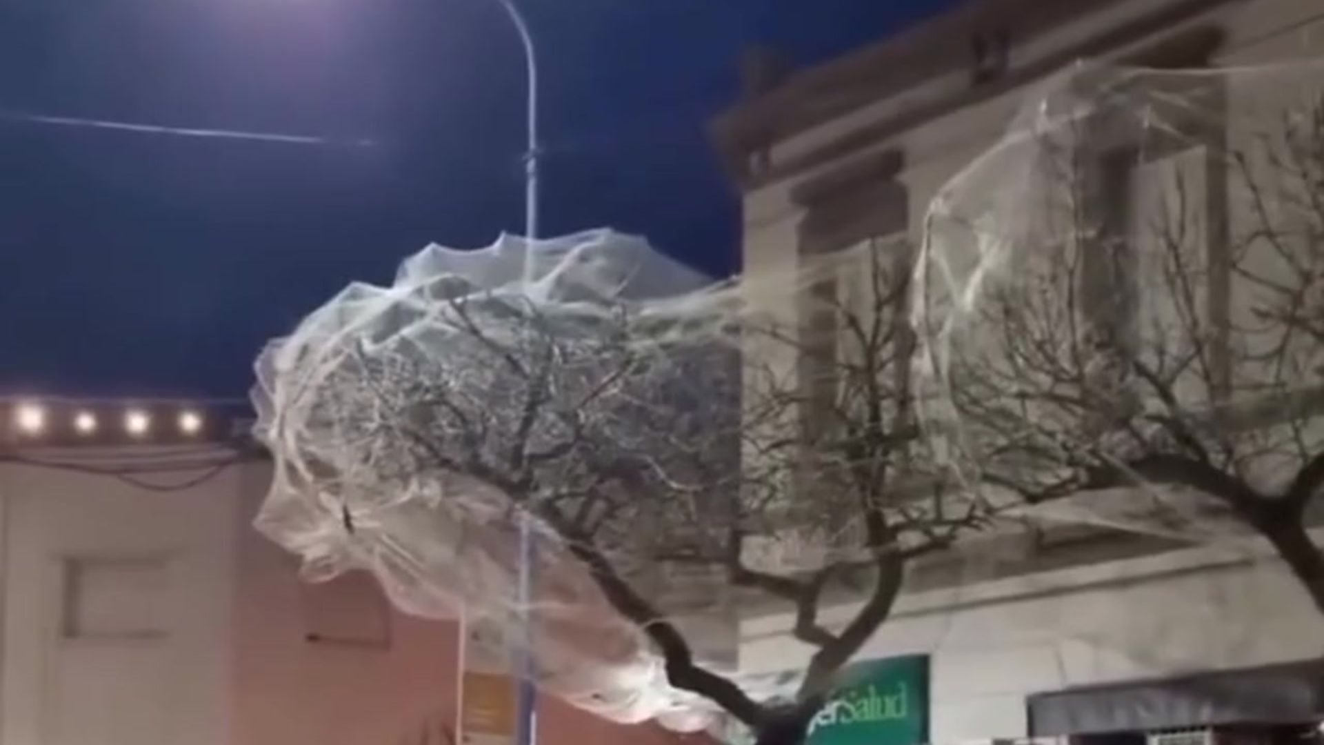 Le colocaron una red a los &aacute;rboles para evitar que los pajaros defequen en sus veredas